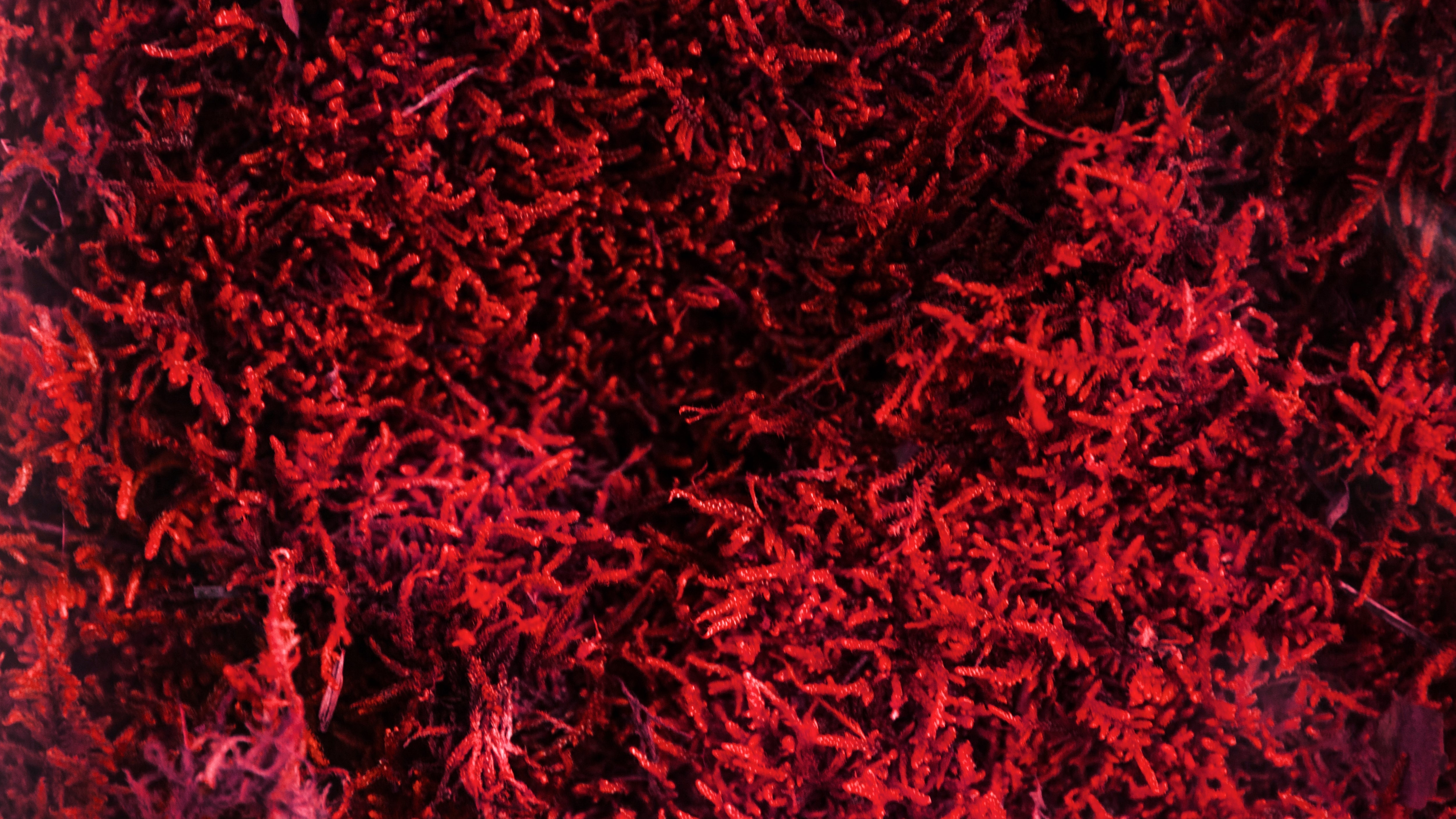 Red algae, Astaxanthin