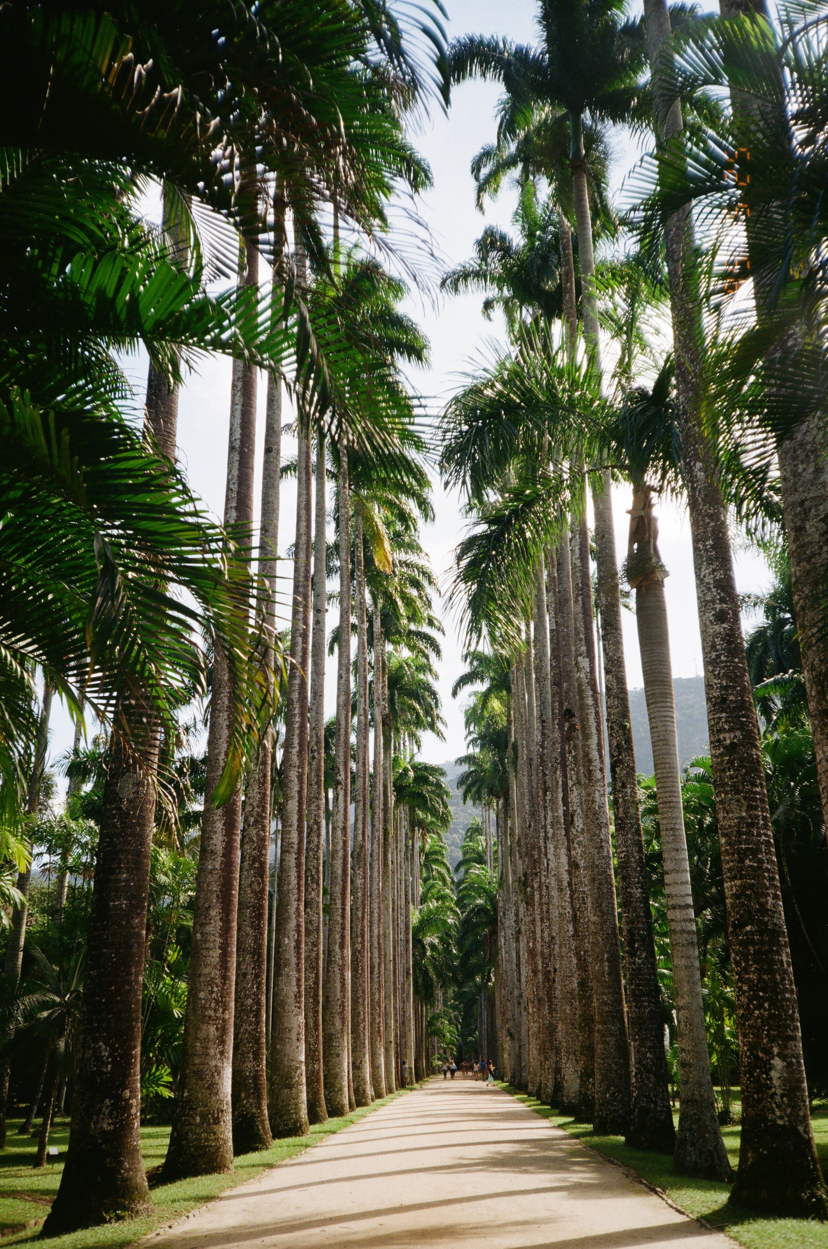 A pathway through palm trees on a  tropical island,